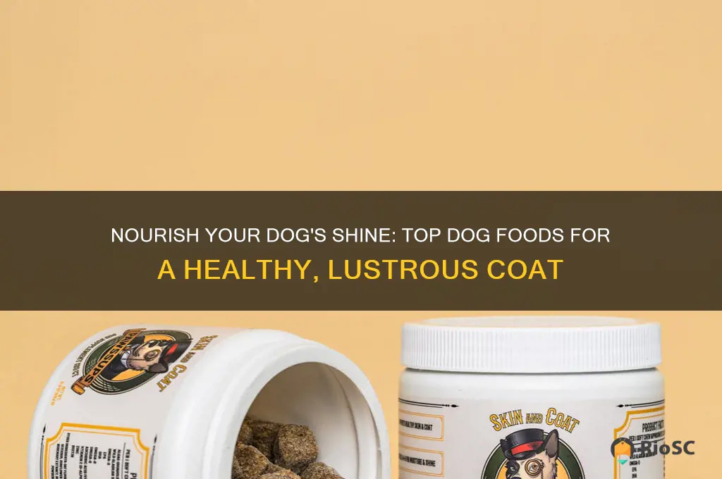 best dog food for coat