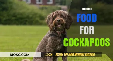 Nutritious and Delicious: Top Dog Food Picks for Your Cockapoo's Health and Happiness