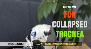 Nutritional Support for Dogs with Collapsed Trachea: Top Dog Food Recommendations
