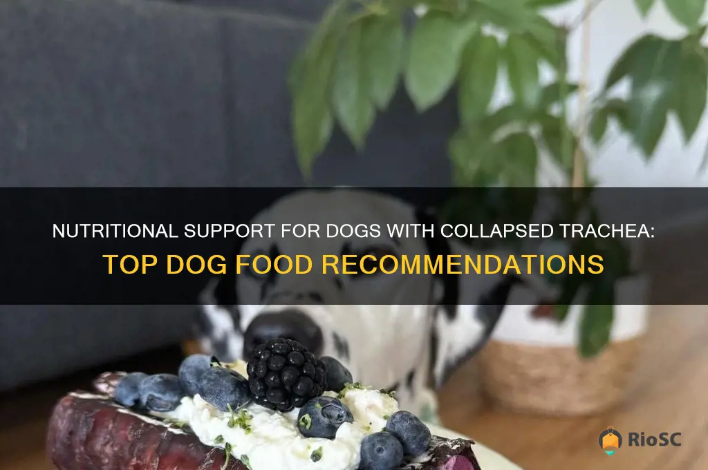best dog food for collapsed trachea