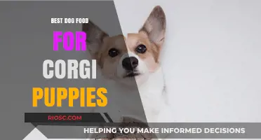 Nutritious and Delicious: Top Dog Food Recommendations for Healthy Corgi Puppies