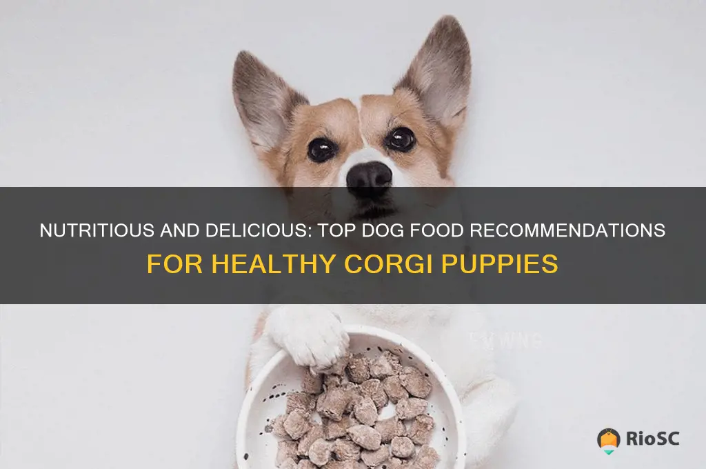 best dog food for corgi puppies
