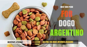 Top-Rated Dog Food Options for Your Dogo Argentino: Nutrition for a Healthy and Strong Companion