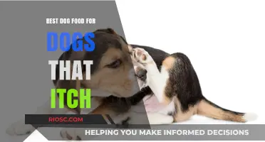 Soothing Solutions: Top Dog Foods to Relieve Itchy Skin in Dogs