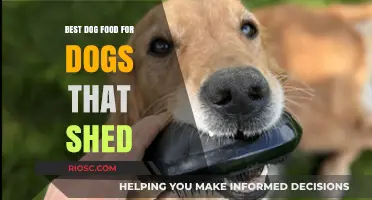 Top Dog Food Choices to Reduce Shedding and Promote a Healthy Coat