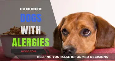 Hypoallergenic Dog Food: Top Picks for Dogs with Allergies