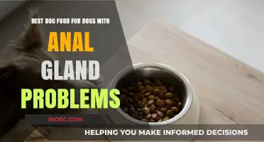 Top Dog Food Recommendations for Managing Anal Gland Issues in Dogs