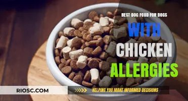 Hypoallergenic Dog Food Alternatives: Top Picks for Dogs with Chicken Allergies