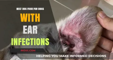 Top Dog Food Recommendations to Support Dogs with Ear Infections and Promote Healing