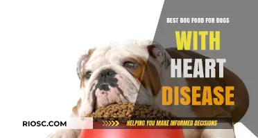 Nutritious Choices: Top Dog Food Options for Canines with Heart Disease