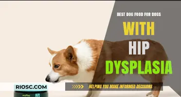 Nutritious Dog Food Options to Support Joint Health in Dogs with Hip Dysplasia