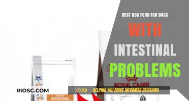 Soothing Solutions: Top Dog Foods for Canines with Intestinal Issues