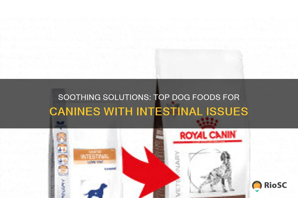 best dog food for dogs with intestinal problems