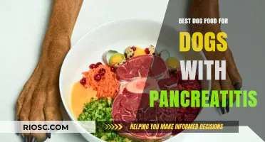 Nutritious and Gentle: Top Dog Food Recommendations for Managing Pancreatitis in Dogs