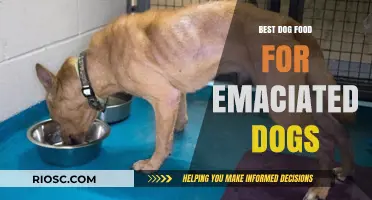 Nourishing Recovery: The Ultimate Guide to the Best Dog Food for Emaciated Dogs