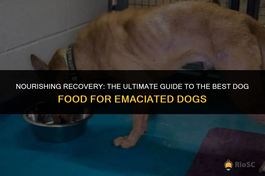 best dog food for emaciated dogs
