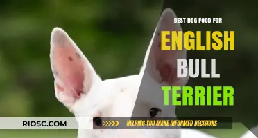 Top-Rated Dog Food Options for English Bull Terriers: Nutrition, Health, and Energy Boosting Choices