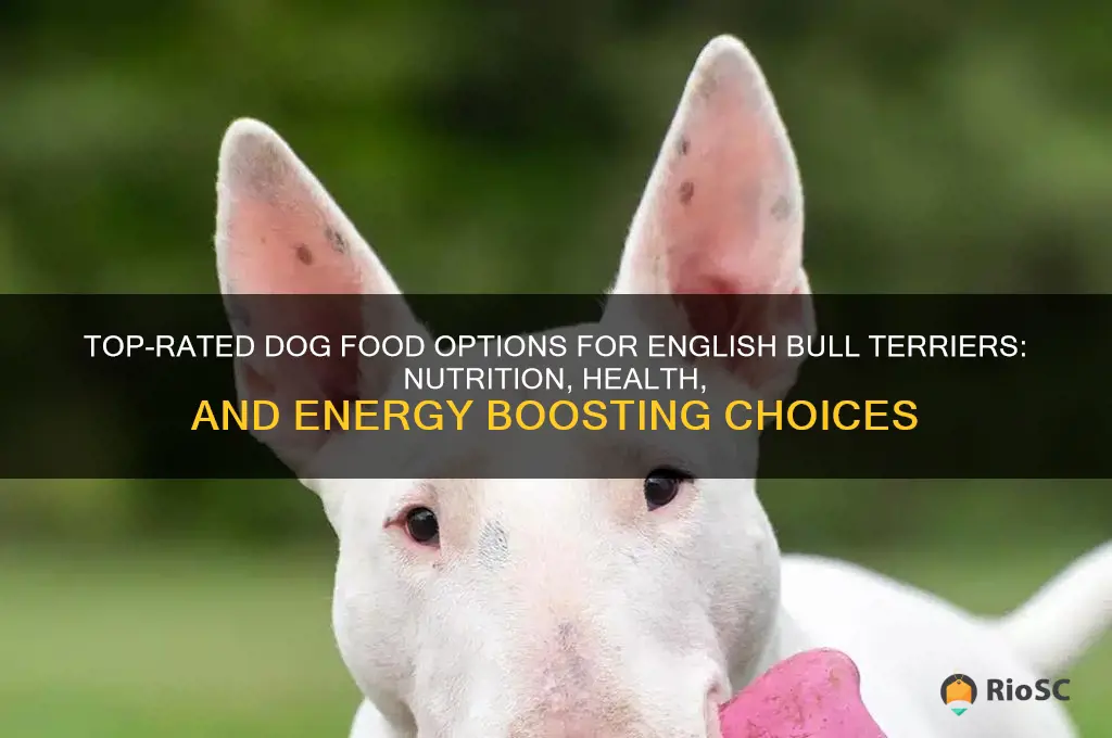 best dog food for english bull terrier
