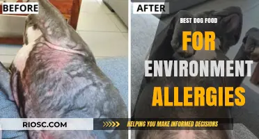 Natural Remedies and Top Dog Food Brands to Combat Environmental Allergies in Dogs