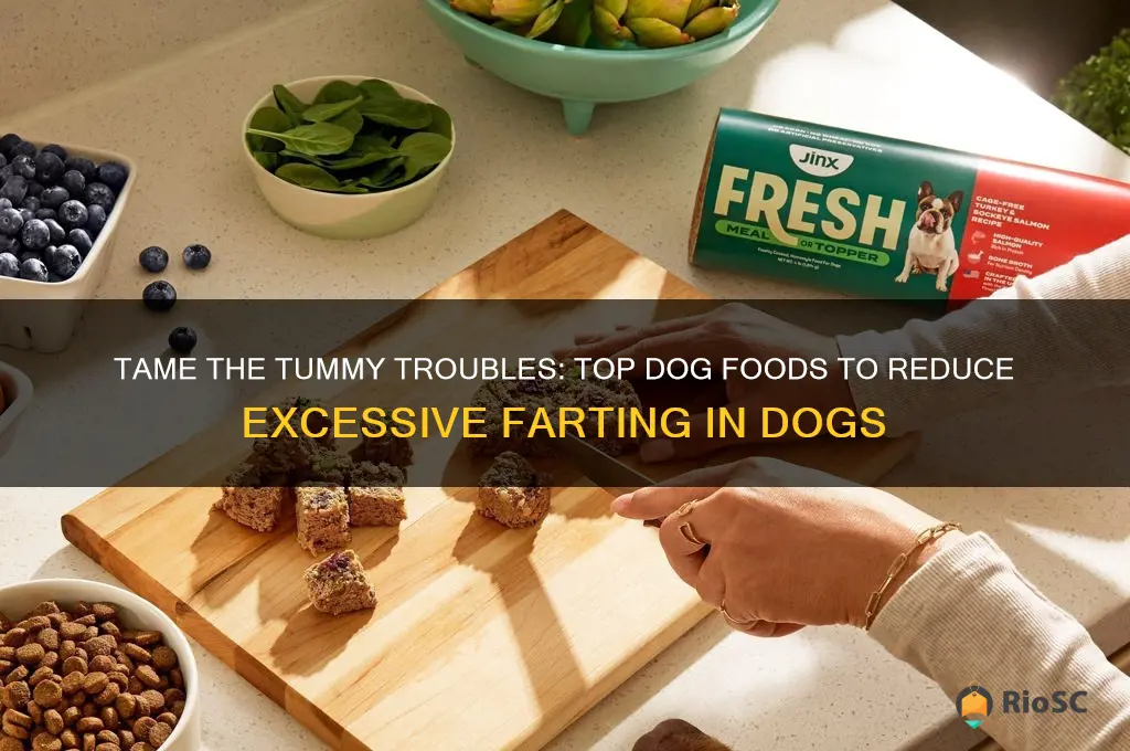 best dog food for farting dogs