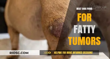 Nutrition Matters: Top Dog Food Choices to Manage and Prevent Fatty Tumors in Dogs
