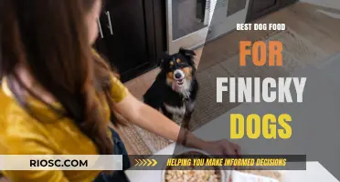 Top Picks: Best Dog Food for Finicky Eaters to Satisfy Picky Palates