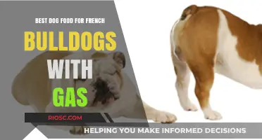 Top Dog Food Picks to Relieve Gas in French Bulldogs: Healthy and Gentle Options
