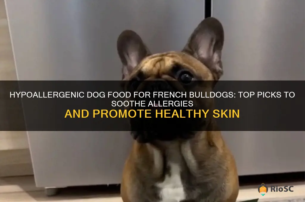 best dog food for frenchies with allergies
