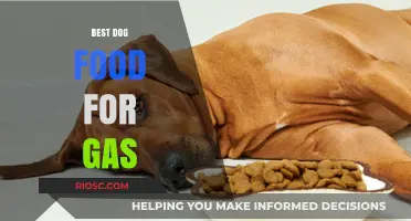 Top Dog Food Choices to Reduce Gas and Improve Digestion