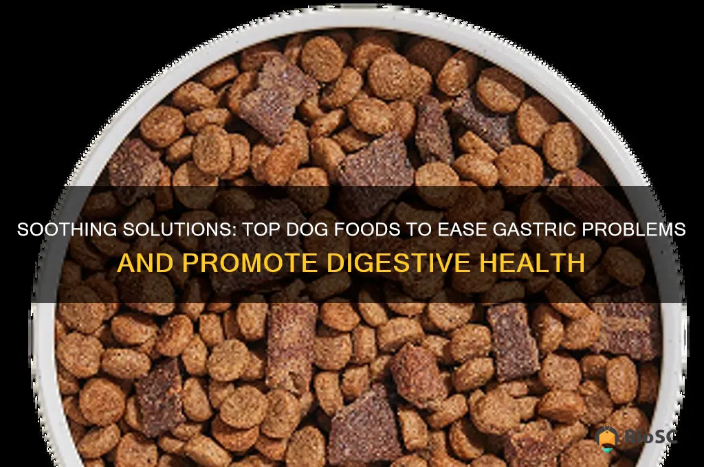 best dog food for gastric problems