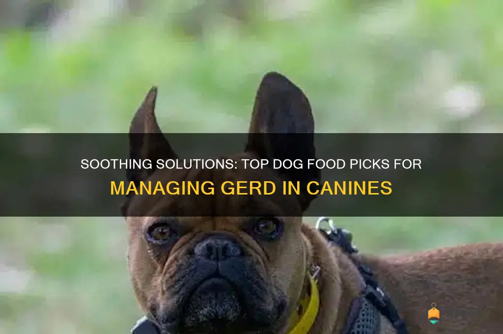 best dog food for gerd