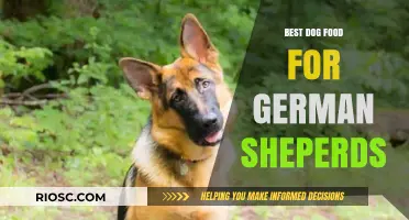 Top-Rated Dog Food Options to Keep Your German Shepherd Healthy and Thriving