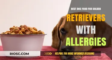 Hypoallergenic Dog Food Options for Golden Retrievers: Top Picks for Allergy Relief