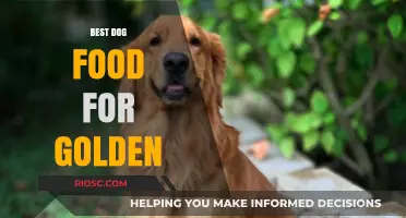 Top-Rated Dog Food Options for Golden Retrievers: Nutrition for a Healthy, Happy Pup