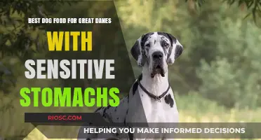 Gentle Nutrition: Top Dog Food Picks for Great Danes with Sensitive Stomachs