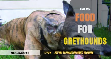 Nutritious and Balanced: Top Dog Food Recommendations for Greyhounds