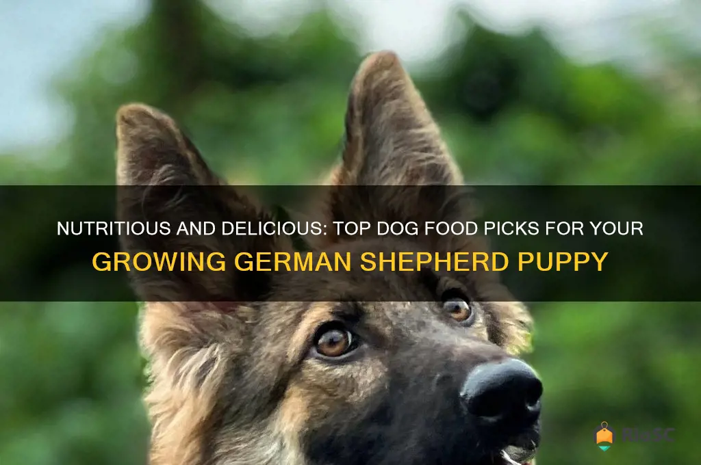 best dog food for gsd puppy