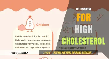 Nutritious Dog Food Options to Manage High Cholesterol in Your Canine Companion