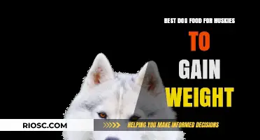 Nutritious Weight Gain Dog Food Options for Huskies: Top Picks for Healthy Growth