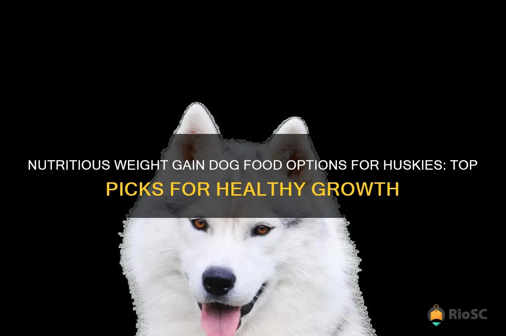 best dog food for huskies to gain weight