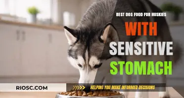 Gentle Nutrition for Sensitive Huskies: Top Dog Food Picks for Happy Tummies