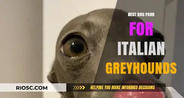 Nutritious and Delicious: Top Dog Food Picks for Italian Greyhounds