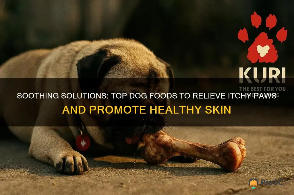 best dog food for itchy paws