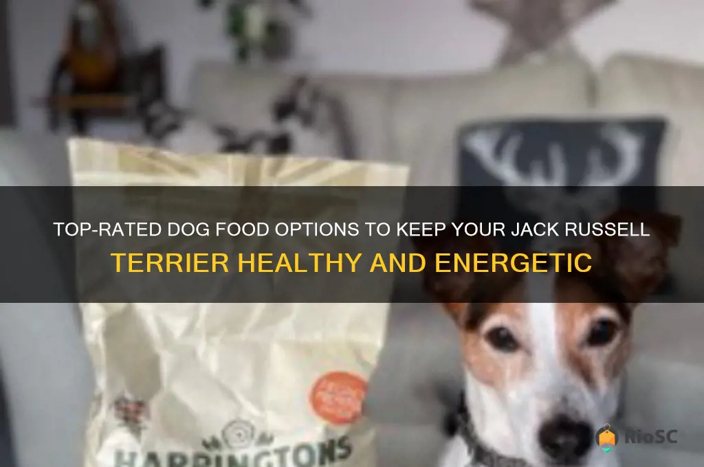 best dog food for jack russell terrier