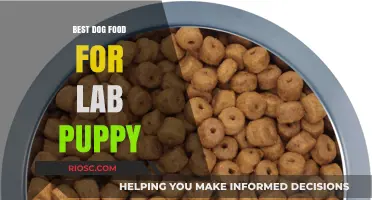 Top-Rated Dog Food Options to Fuel Your Lab Puppy's Growth and Energy
