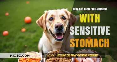 Gentle on the Tummy: Top Dog Food Picks for Labradors with Sensitive Stomachs