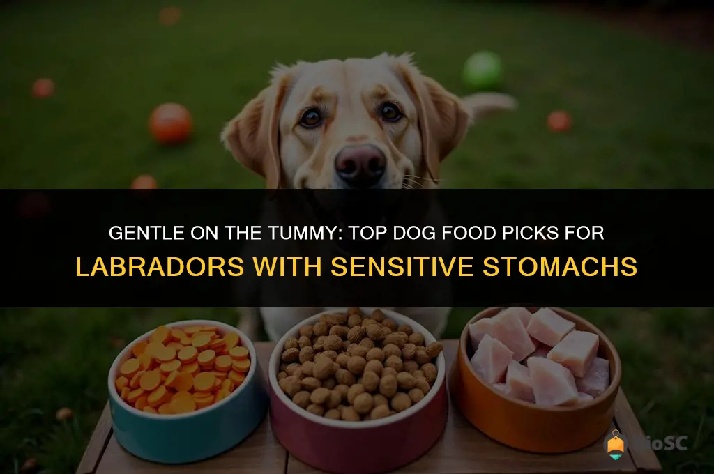 best dog food for labrador with sensitive stomach