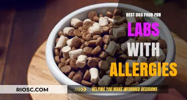 Hypoallergenic Dog Food for Labs: Top Picks to Soothe Allergies and Promote Healthy Skin