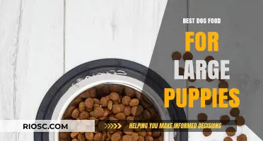 Top-Rated Dog Food Options for Large Puppies: Nutrition for Healthy Growth and Development
