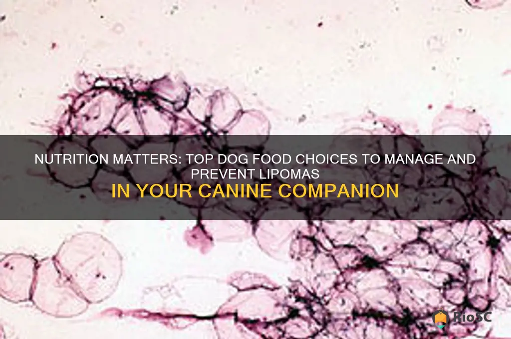 best dog food for lipomas